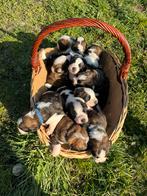 Mooie kruising Bernersenner X Sint-Bernard pups, 8 tot 15 weken, Groot, Meerdere, Meerdere dieren
