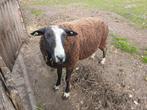 Zwartbles ram te koop, Dieren en Toebehoren, Mannelijk, Schaap, 0 tot 2 jaar