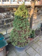 Denneboompje, Tuin en Terras, Planten | Bomen, Ophalen, Volle zon, Overige soorten