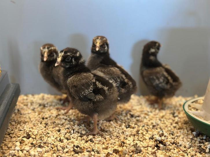 Jonge tamme Wyandotte kuikens gesekst & ingeënt, Dieren en Toebehoren, Pluimvee, Kip, Vrouwelijk