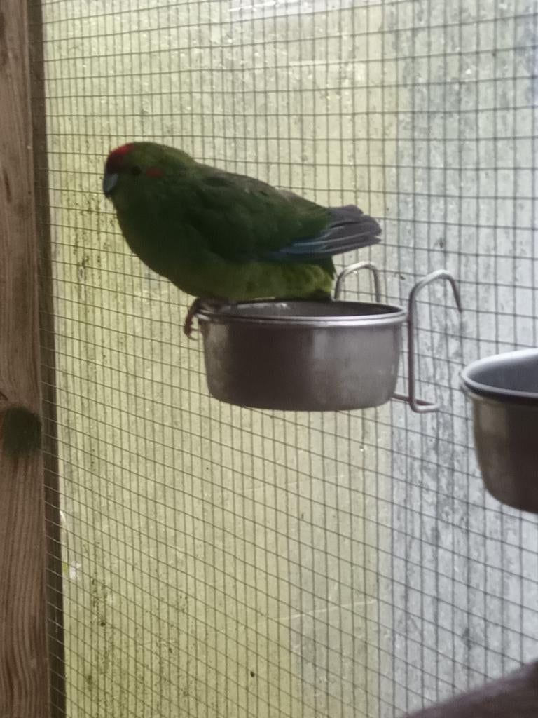 Te koop kakarieken, Dieren en Toebehoren, Vrouwelijk, Parkiet