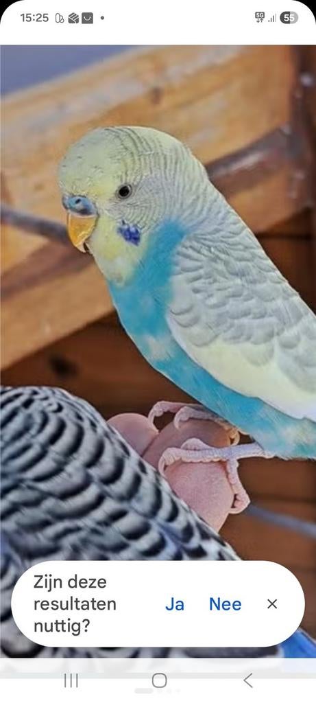 Gezocht grasparkiet man gratis, Dieren en Toebehoren, Vogels | Parkieten en Papegaaien, Mannelijk, Parkiet