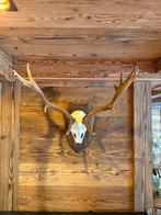 Gewei op hout | Hertenkop | Stube decoratie | Hertengewei, Ophalen, Gebruikt