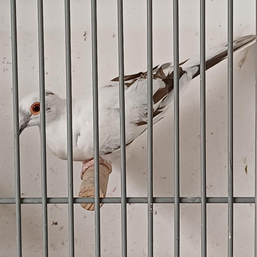 Prachtige duivin diamantduif, Dieren en Toebehoren, Vogels | Kanaries, Vrouwelijk, Kleurkanarie