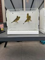 Kanarie Man 2025, Dieren en Toebehoren, Vogels | Kanaries, Mannelijk, Zangkanarie