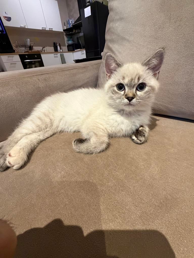 Lieve poes Mimi zoekt een nieuw thuis, Dieren en Toebehoren, Katten en Kittens | Overige Katten, Poes