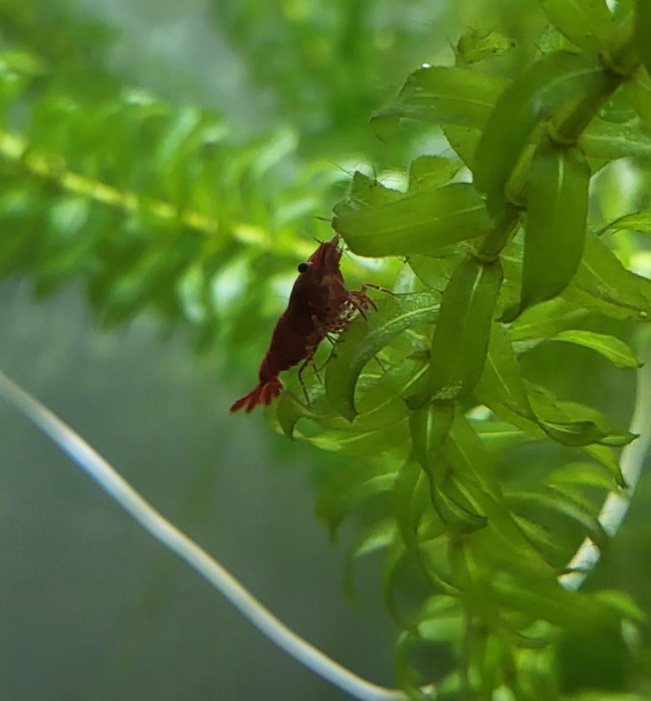 Zoetwater vuurgarnalen te koop 0.50 per stuk of te ruil., Kreeft, Krab of Garnaal