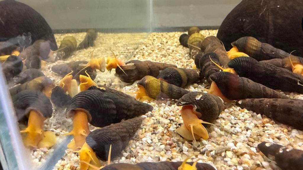 Tylomelania oranje, Dieren en Toebehoren, Slak of Weekdier