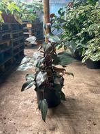 Philodendron Pink Princess met mosstok in 30cm pot, Ophalen of Verzenden