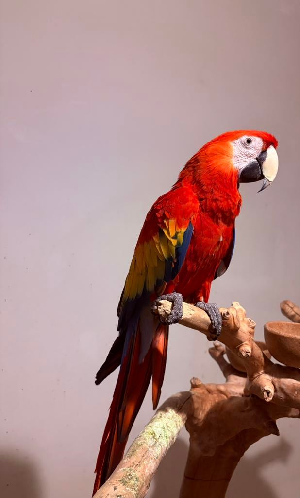 Geelvleugel ara pop 2024, Dieren en Toebehoren, Vogels | Parkieten en Papegaaien, Vrouwelijk, Papegaai, Geringd