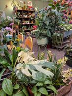 Florale-Extase Boskoop, Ophalen of Verzenden, Halfschaduw, Minder dan 100 cm