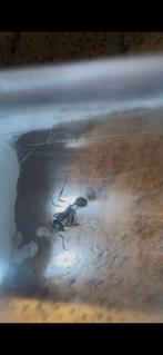 Messor aciculatus 1-5w, Dieren en Toebehoren, Insecten en Spinnen, Mieren