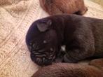 Bordeaux Dog × Cane Corso PUPS, Dieren en Toebehoren, Honden | Bulldogs, Pinschers en Molossers, Overige rassen, 8 tot 15 weken