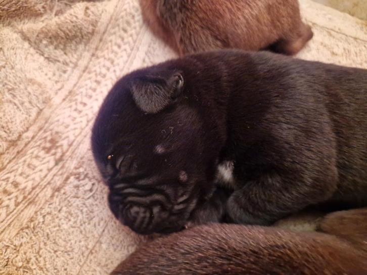 Bordeaux Dog × Cane Corso PUPS - nog 1 teefje beschikbaar, Dieren en Toebehoren, Honden | Bulldogs, Pinschers en Molossers, Meerdere dieren