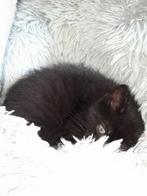 Jonge kitten... Poesje... enting... gezondheidscheck... etc, Poes, 0 tot 2 jaar