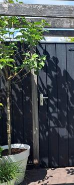 Sering op stam paars, Tuin en Terras, Ophalen, Overige soorten, Halfschaduw