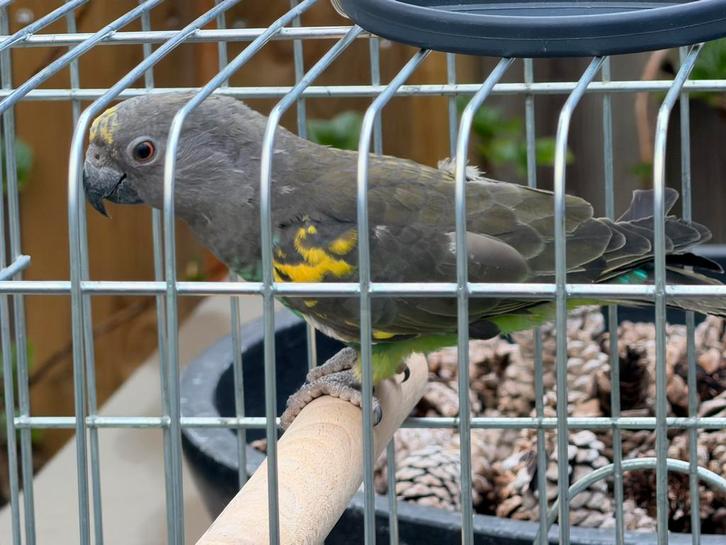 Meyer papegaai Man 2024, Dieren en Toebehoren, Vogels | Parkieten en Papegaaien, Papegaai, Mannelijk, Tam