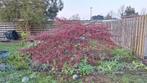 Japanse esdoorn Acer palmatum, Ophalen, Esdoorn