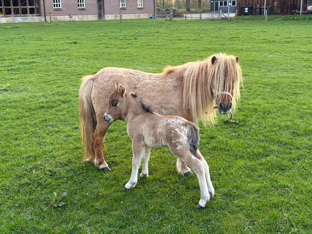 Meerdere Merries met veulens, Dieren en Toebehoren, Pony's, Merrie, A pony (tot 1.17m), 0 tot 2 jaar
