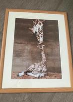 Schilderij -Poster Mother’s kiss Giraffe, Minder dan 50 cm, 50 tot 75 cm, Ophalen of Verzenden, Zo goed als nieuw