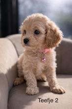 Maltipoo pups Maltezer x toy poedel, Overige rassen, 8 tot 15 weken, Parvo, Meerdere