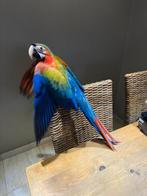 Camelot ara pop 2025, Dieren en Toebehoren, Vogels | Parkieten en Papegaaien, Vrouwelijk, Papegaai, Geringd