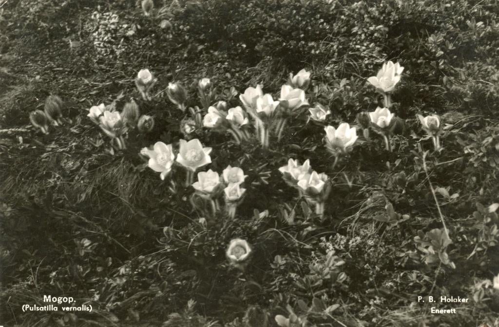 H79; Fotokaart,, Verzenden, Voor 1940, Nieuw, Foto