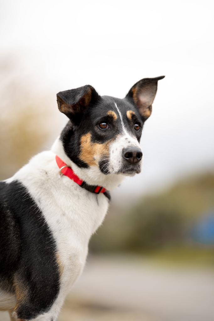Alice, Dieren en Toebehoren, Honden | Niet-rashonden, Middel, Teef, Particulier, Eén hond, Buitenland, 6 jaar of ouder, Parvo
