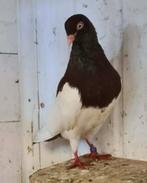 te koop koppel oud duitse tuimelaars, Dieren en Toebehoren, Meerdere dieren, Tuimelaar of Roller