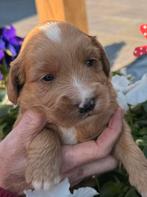 Australian labradoodle pups met afstammingsbewijs !, Dieren en Toebehoren, Parvo, Overige rassen, 8 tot 15 weken, Meerdere