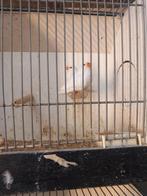 Zebravinken, Meerdere dieren