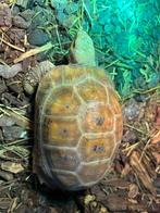 Landschildpad - geelkop - Indotestudo Elongata, Schildpad, Met terrarium, 3 tot 6 jaar