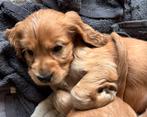 Cocker spaniel pups, Dieren en Toebehoren, Parvo, 8 tot 15 weken, Meerdere, Meerdere dieren