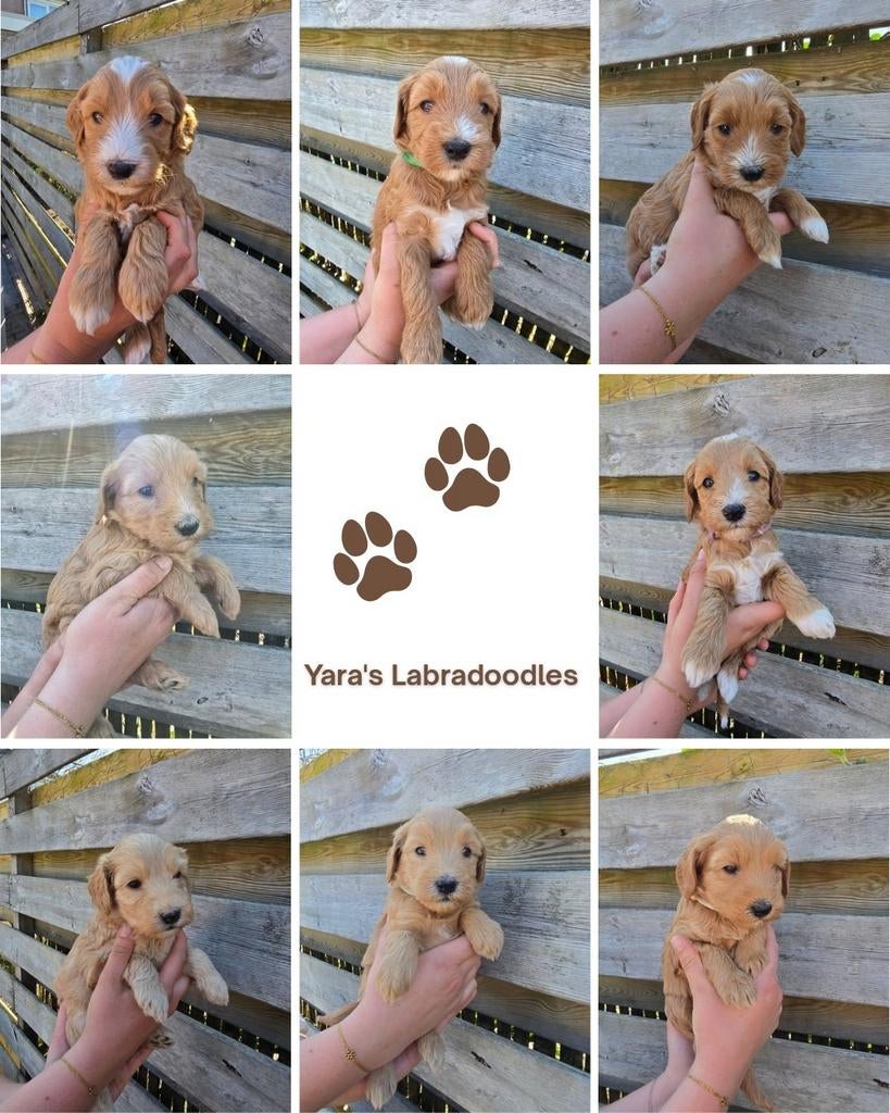 Prachtig nestje Labradoodle pups, Overige rassen, 8 tot 15 weken, Meerdere, Meerdere dieren