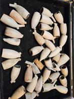 Kliepijpen ,pijpenkoppen bodemvondsten Nederland  39 stuks, Ophalen of Verzenden