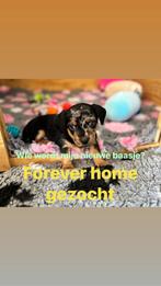 Jack russel pups, HCC (leverziekte), Jack Russell Terriër, 8 tot 15 weken, Meerdere