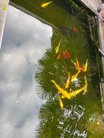 Karpers, Karper of Koi