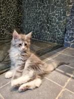 Schitterende Stamboom Maine Coon kittens, Dieren en Toebehoren, Katten en Kittens | Raskatten | Langhaar, Meerdere dieren, Met stamboom