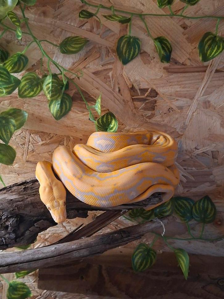 1.1 dwarf retic Reticulated Python - female for sale from Ruud