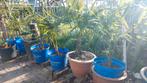 Trachycarpus fortunei, winterharde palmbomen, Tuin en Terras, Ophalen, Minder dan 100 cm, Volle zon, Citroenboom