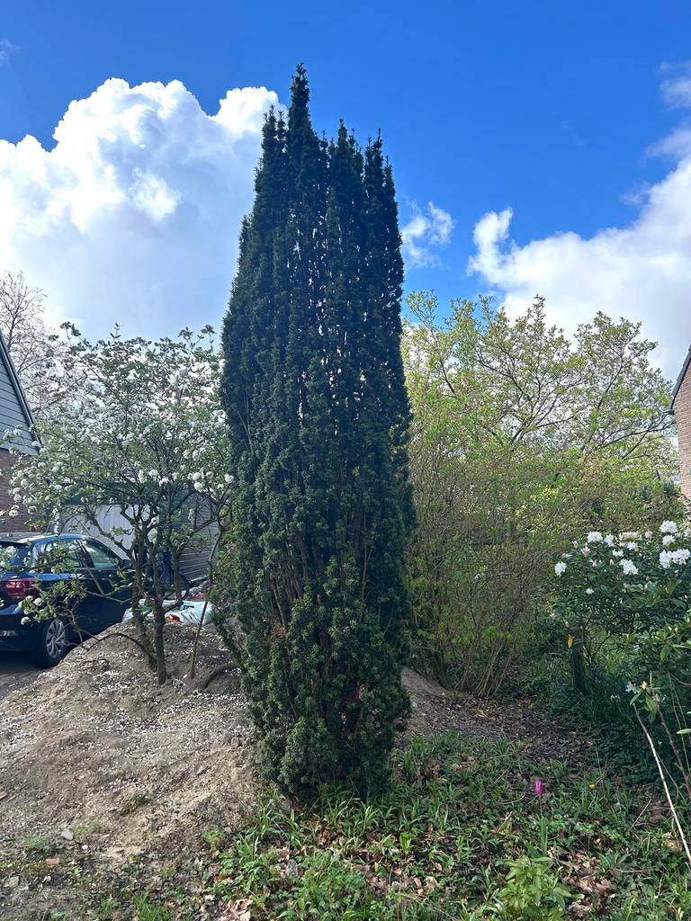 Taxus, Tuin en Terras, Planten | Bomen, Bloeit niet, Overige soorten, 250 tot 400 cm, Ophalen