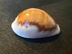 Schelpen Cypraea Spadicea  45mm, Ophalen of Verzenden, Schelp(en)