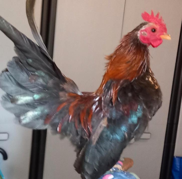 Mooi klein tam Serama haantje, Dieren en Toebehoren, Pluimvee, Kip, Mannelijk