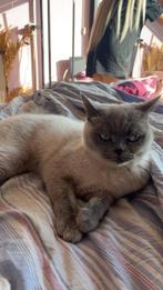 Britse korthaar met stamboom, Dieren en Toebehoren, Poes