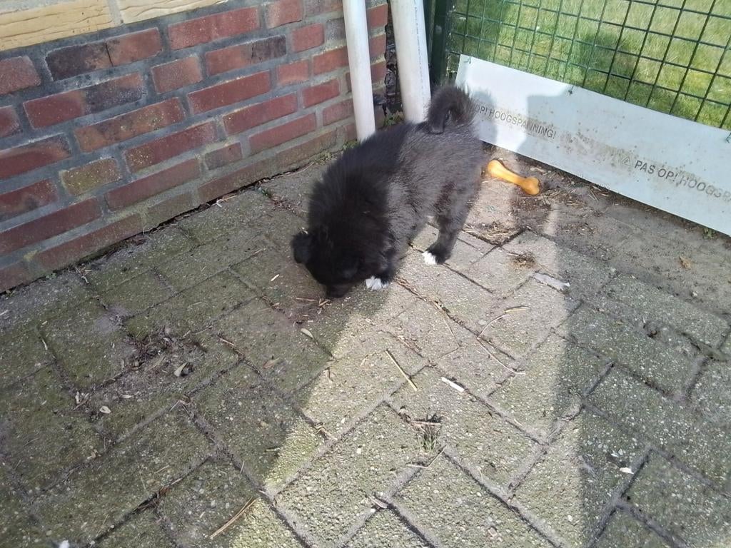 Mooi nestje kees honden gekruist met collie, Dieren en Toebehoren, Honden | Niet-rashonden, Parvo, 8 tot 15 weken, Teef, Meerdere