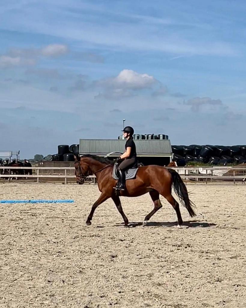 14 jarige merrie Voice x Gibraldi, Dieren en Toebehoren, Paarden, Merrie, 175 cm of meer, Niet van toepassing, Dressuurpaard
