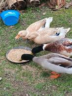 Broedeieren actie alleen dit weekend!!!!, Dieren en Toebehoren, Pluimvee, Geslacht onbekend, Eend