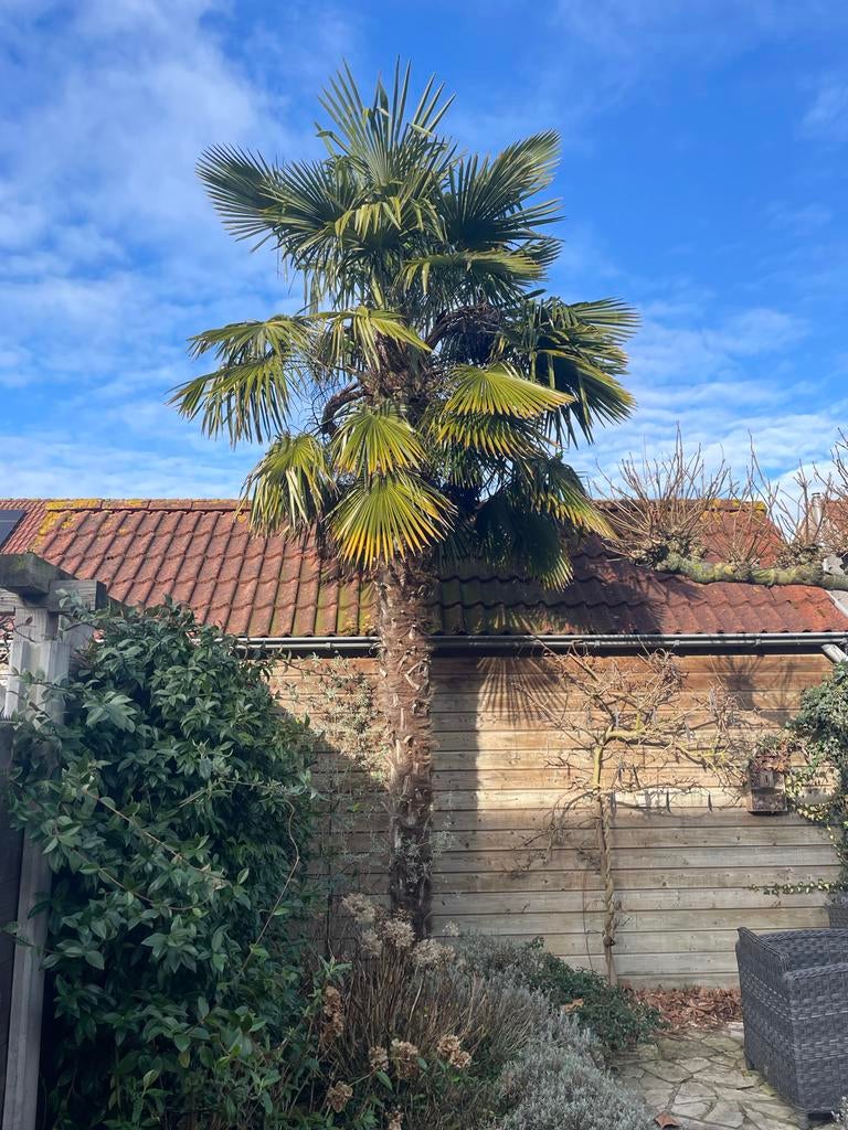 Winterharde palmboom, Tuin en Terras, Planten | Bomen, Bloeit niet, Palmboom, 400 cm of meer, Ophalen