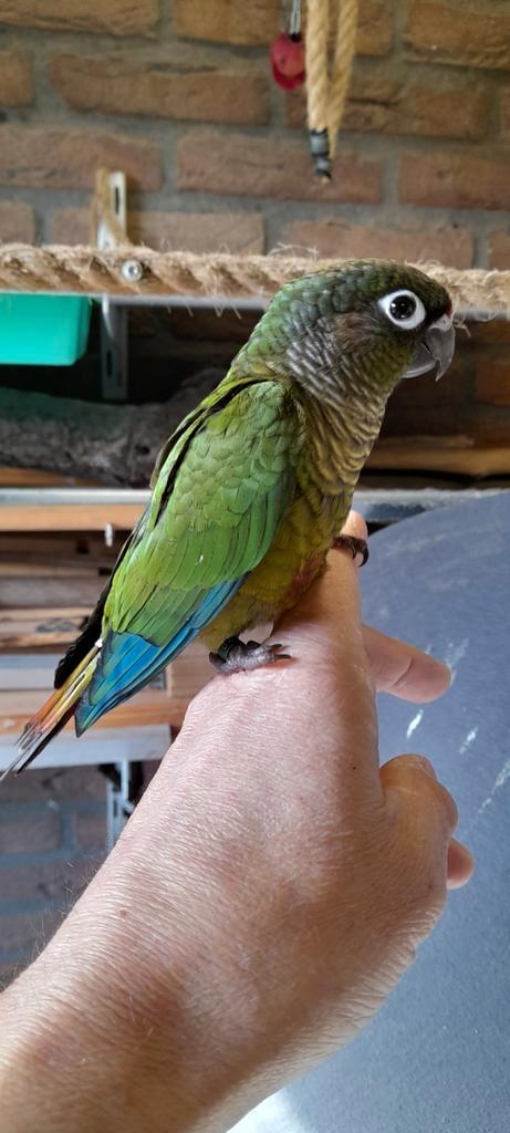 1 x jonge pyrrhura tam is een man Foto's zijn van 30-3-2026, Dieren en Toebehoren, Vogels | Parkieten en Papegaaien, Dwergpapegaai of Agapornis