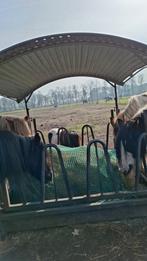 24/7 buitenplek vrij voor 2 Shets of 2 paardjes, Dieren en Toebehoren, Weidegang